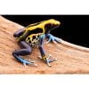 Dendrobates tinctorius "Brasil" - Afbeelding 2