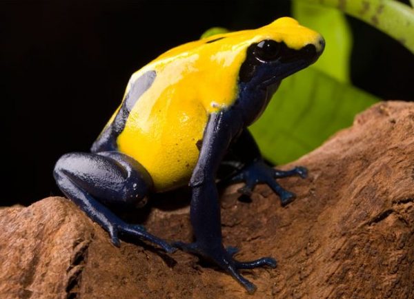 Dendrobates tinctorius "Citronella"