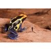 Dendrobates tinctorius "Cobalt" - Afbeelding 2