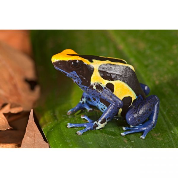 Dendrobates tinctorius "Cobalt"