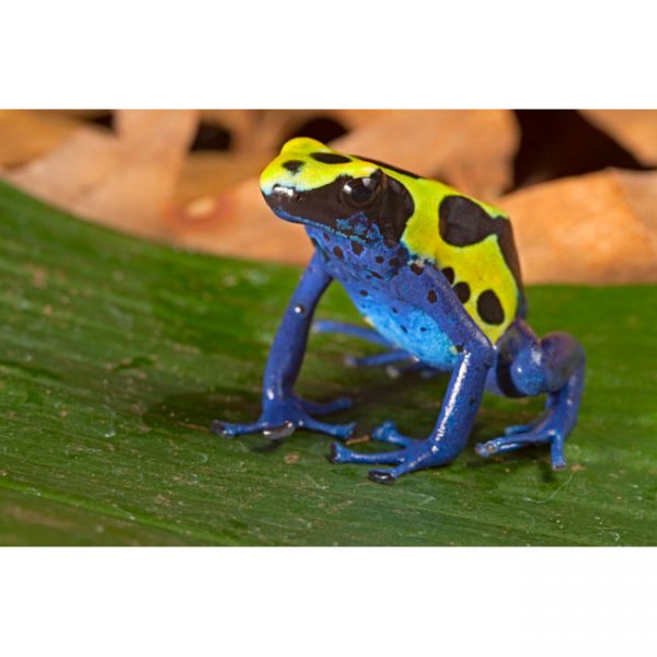 Dendrobates tinctorius "green lawa"