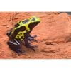 Dendrobates tinctorius "green lawa" - Afbeelding 2
