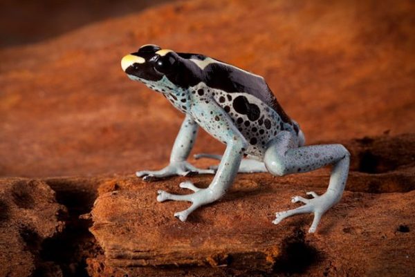 Dendrobates tinctorius "Grijspoot" Import UE