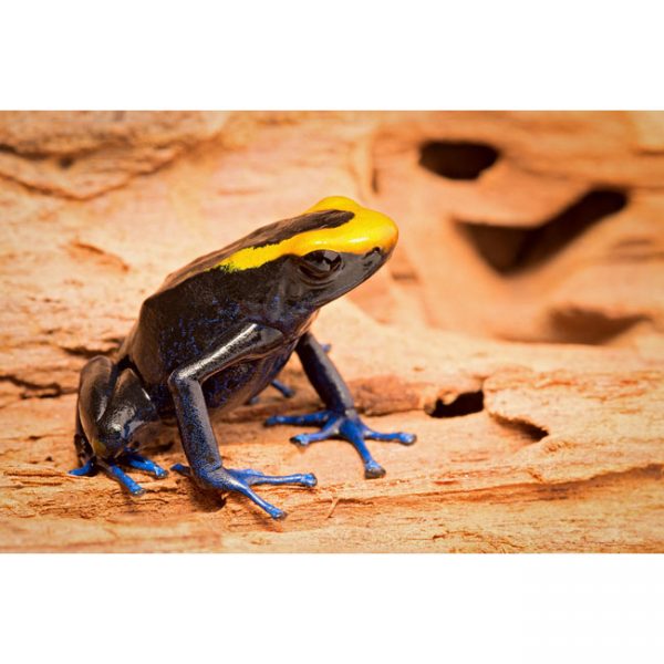Dendrobates tinctorius "Lorenzo"