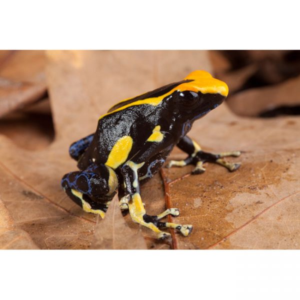 Dendrobates tinctorius "Northern Bakhuis"