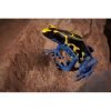 Dendrobates tinctorius "Northern Bakhuis" - Afbeelding 2