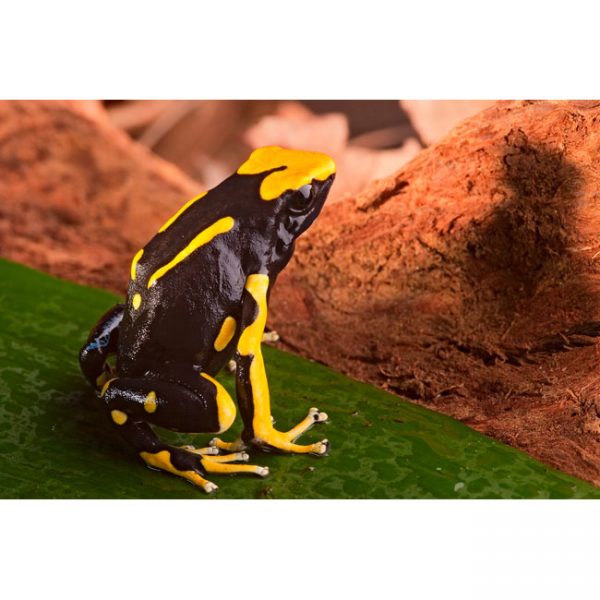 Dendrobates tinctorius "Oelemarie"