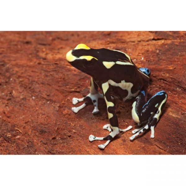 Dendrobates tinctorius "Oranje gebergte"