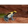 Dendrobates tinctorius "Patricia" - Afbeelding 2