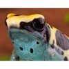 Dendrobates tinctorius "Patricia" - Afbeelding 3