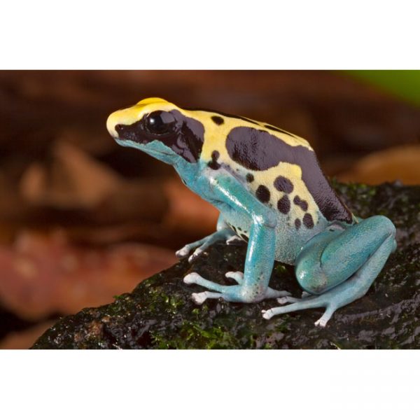 Dendrobates tinctorius "Patricia"
