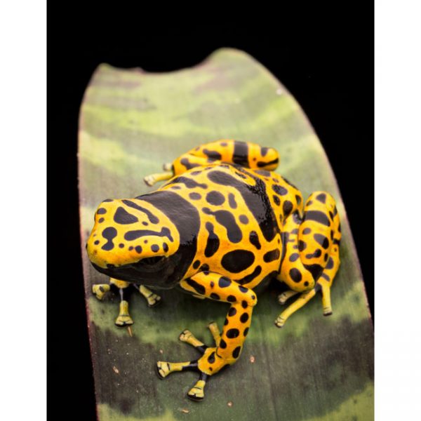 Dendrobates leucomelas "net"