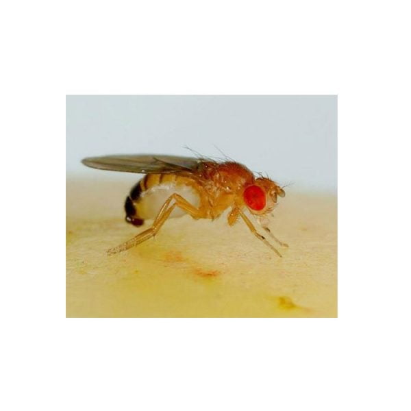 Fruitvliegen ( Drosophila melanogaster = kleine  fruitvlieg )