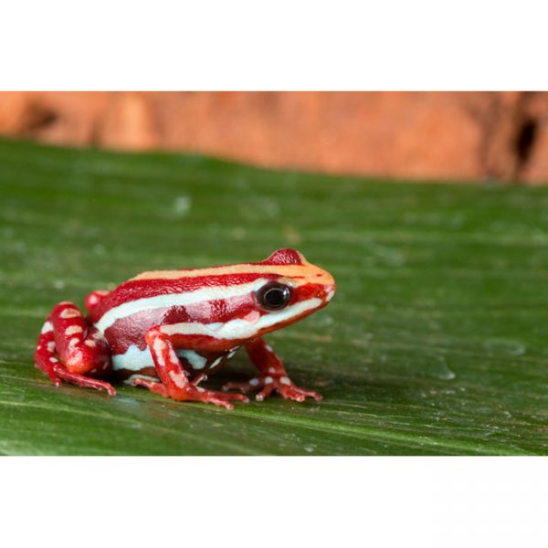 Epipedobates anthonyi (tricolor)