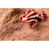 Epipedobates anthonyi (tricolor) - Afbeelding 2