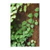 Ficus quercifolia (eikenblad ficus) - Afbeelding 2