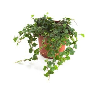 Ficus quercifolia (eikenblad ficus)
