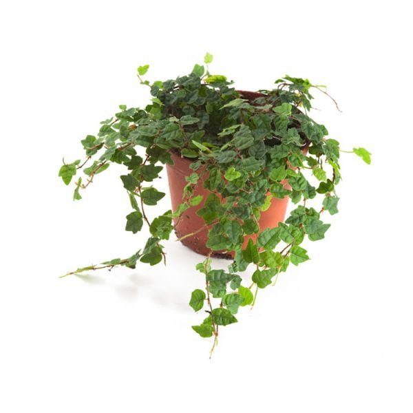 Ficus quercifolia (eikenblad ficus)