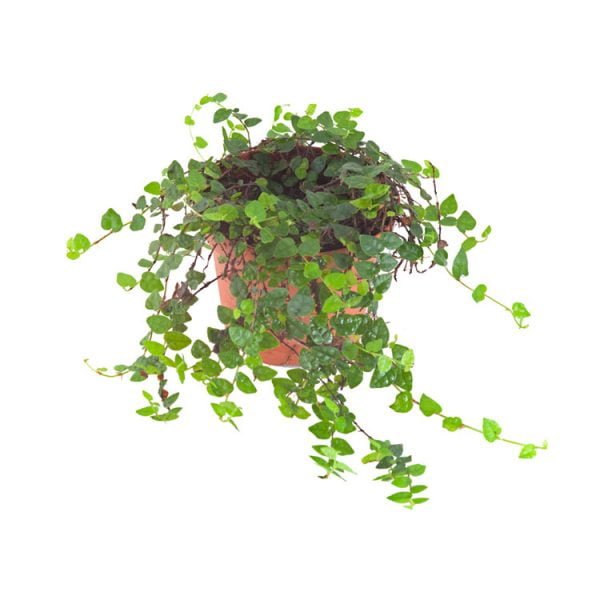 Ficus specie Colombia