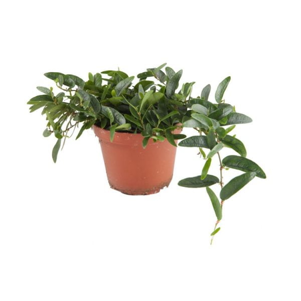 Ficus specie Panama