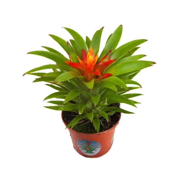 Guzmania theresa