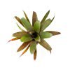 Guzmania sanguinea - Afbeelding 2