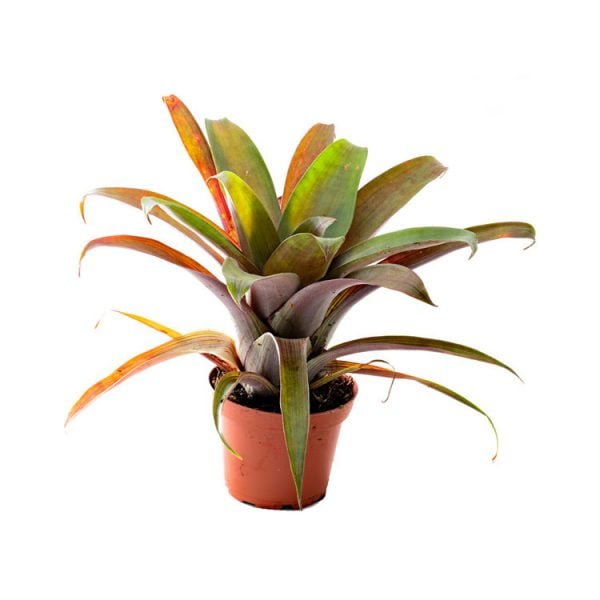 Guzmania sanguinea