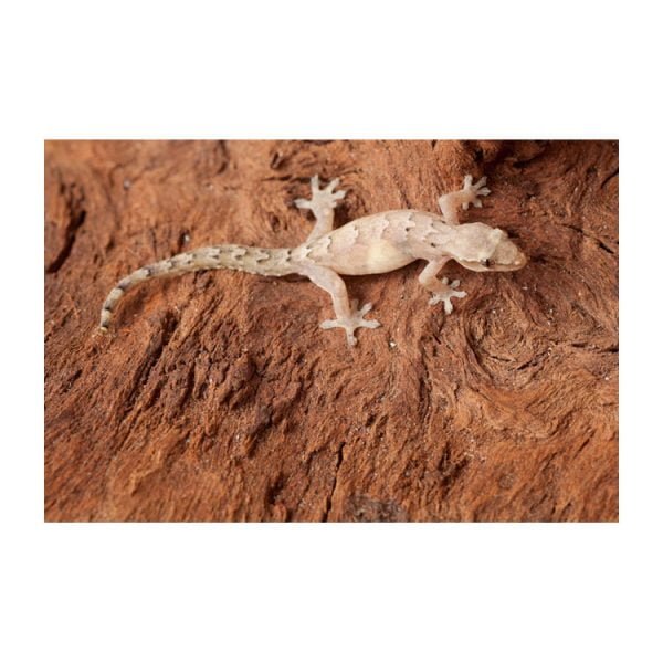 Lepidodactylus lugubris