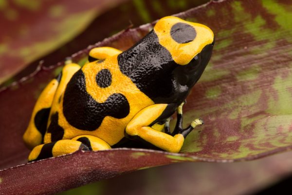 Dendrobates leucomelas Guyana