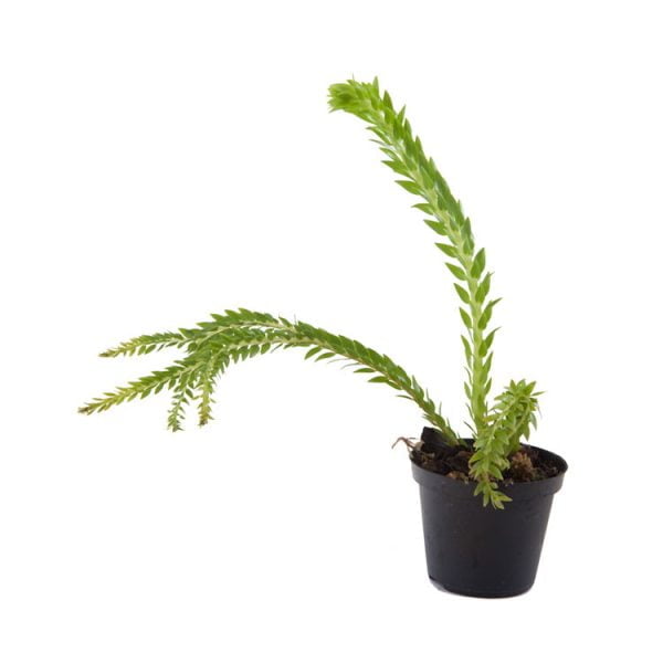 Lycopodium phlegmaria