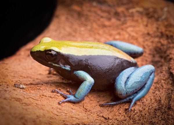 Mantella expectata