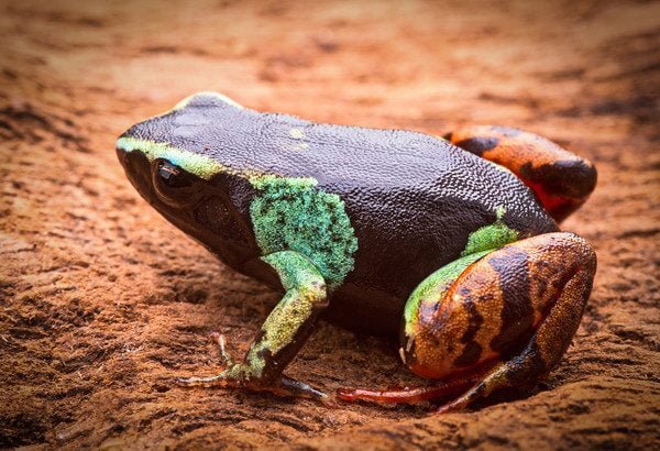 Mantella madagascariensis