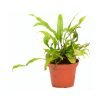 Microsorum pustulatum Kangoeroevaren  (syn. Microsorum diversifolium ) - Afbeelding 2