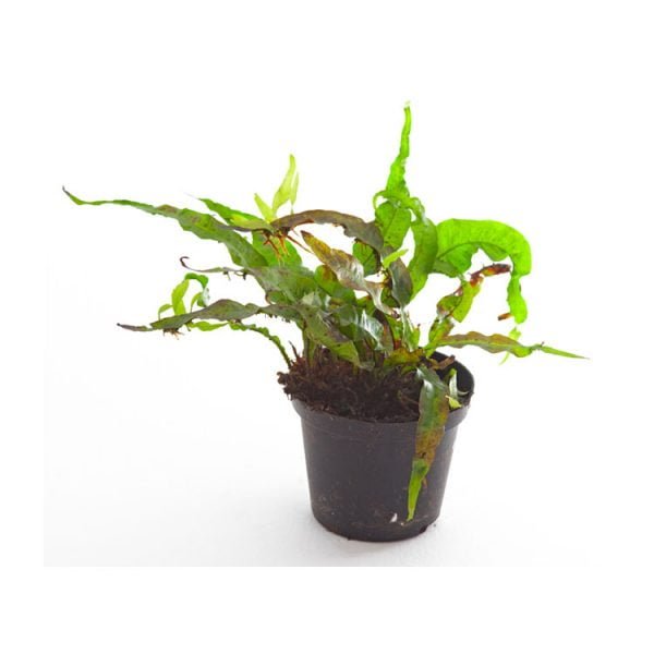 Microsorum pteropus “java varen“