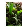 Microsorum pteropus “java varen“ - Afbeelding 2