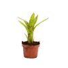 Neoregelia Cheers (Olens x pauciflora) stek - Afbeelding 4