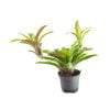 Neoregelia fireball - Afbeelding 2