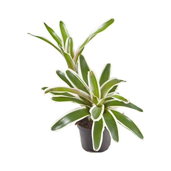 Neoregelia fireball variegata