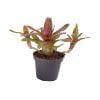 Neoregelia red waif stek - Afbeelding 2