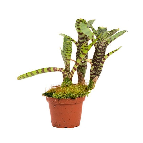 Neoregelia ampullacea var. tigrina stek
