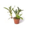 Neoregelia ampullacea var. tigrina stek - Afbeelding 2