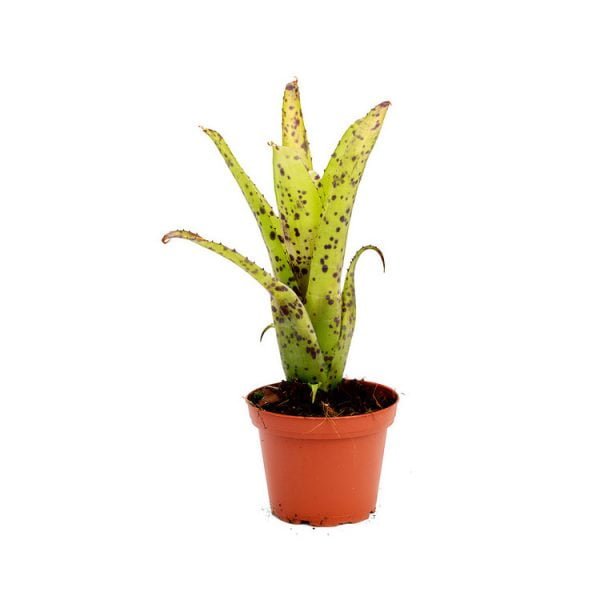 Neoregelia anteia stek