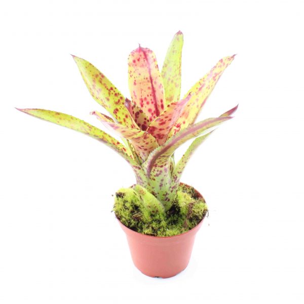 neoregelia cheers