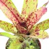 neoregelia cheers