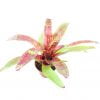 neoregelia demeter