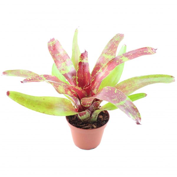 neoregelia demeter