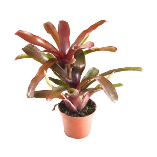 Neoregelia fireball