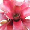 neoregelia fuego