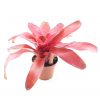 neoregelia fuego