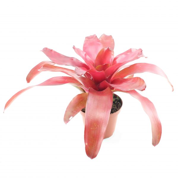 neoregelia fuego